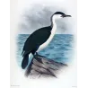 White-breasted Cormorant (*Carbo Gouldi*) – Original lithograph by H. Grönvold, Mathews (1910–27)