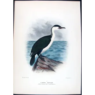 White-breasted Cormorant by Grönvold – The Birds of Australia