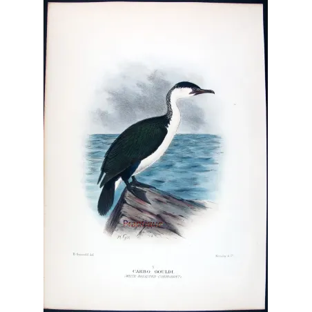 White-breasted Cormorant by Grönvold – The Birds of Australia