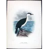 White-breasted Cormorant (*Carbo Gouldi*) – Original lithograph by H. Grönvold, Mathews (1910–27)