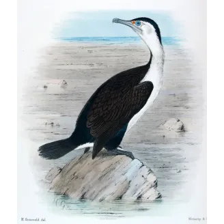 Pied Cormorant by Grönvold – The Birds of Australia