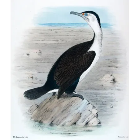 Pied Cormorant by Grönvold – The Birds of Australia