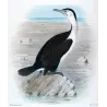 Pied Cormorant (*Carbo Hypoleucos*) – Original lithograph by H. Grönvold, Mathews (1910–27)