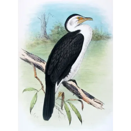 Little Cormorant by Grönvold – The Birds of Australia