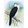Little Cormorant (*Carbo Melanoleucos*) – Original lithograph by H. Grönvold, Mathews (1910–27)