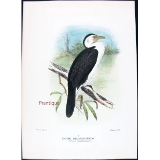 Little Cormorant by Grönvold – The Birds of Australia