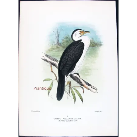 Little Cormorant by Grönvold – The Birds of Australia