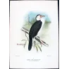 Little Cormorant (*Carbo Melanoleucos*) – Original lithograph by H. Grönvold, Mathews (1910–27)