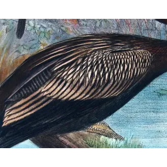 Australian Darter by Grönvold – The Birds of Australia