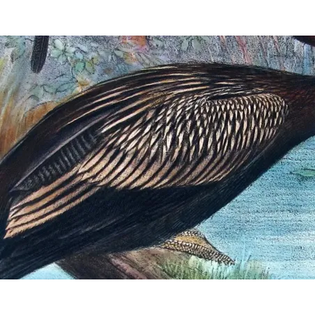 Australian Darter by Grönvold – The Birds of Australia