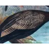 Australian Darter (*Plotus Novæ-Hollandiæ*) – Original lithograph by H. Grönvold, Mathews (1910–27)
