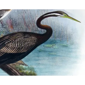Australian Darter by Grönvold – The Birds of Australia
