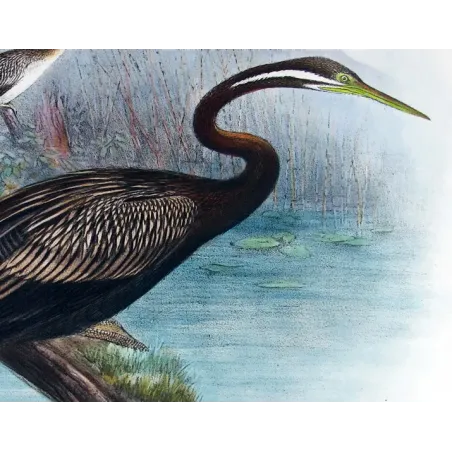 Australian Darter by Grönvold – The Birds of Australia