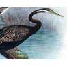 Australian Darter (*Plotus Novæ-Hollandiæ*) – Original lithograph by H. Grönvold, Mathews (1910–27)