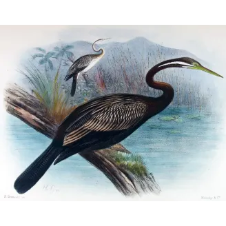 Australian Darter by Grönvold – The Birds of Australia