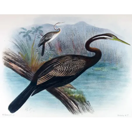 Australian Darter by Grönvold – The Birds of Australia