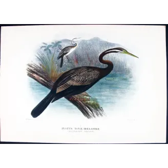 Australian Darter by Grönvold – The Birds of Australia