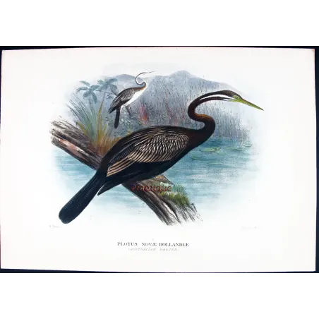 Australian Darter by Grönvold – The Birds of Australia