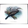 Australian Darter (*Plotus Novæ-Hollandiæ*) – Original lithograph by H. Grönvold, Mathews (1910–27)