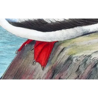 Red-legged Gannet by Grönvold – The Birds of Australia