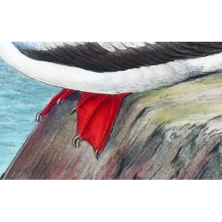 Red-legged Gannet by Grönvold – The Birds of Australia