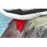 Red-legged Gannet (*Sula Rubripes*) – Original lithograph by H. Grönvold, Mathews (1910–27)