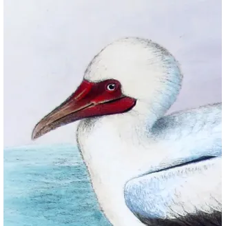 Red-legged Gannet by Grönvold – The Birds of Australia