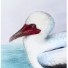 Red-legged Gannet (*Sula Rubripes*) – Original lithograph by H. Grönvold, Mathews (1910–27)