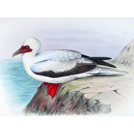 Red-legged Gannet by Grönvold – The Birds of Australia