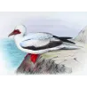 Red-legged Gannet (*Sula Rubripes*) – Original lithograph by H. Grönvold, Mathews (1910–27)