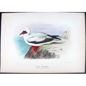 Red-legged Gannet by Grönvold – The Birds of Australia