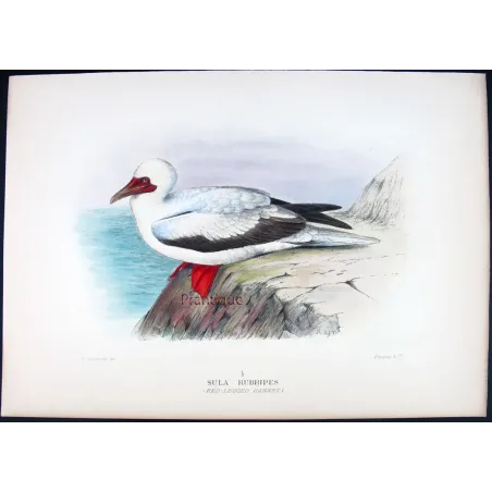 Red-legged Gannet by Grönvold – The Birds of Australia