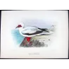 Red-legged Gannet (*Sula Rubripes*) – Original lithograph by H. Grönvold, Mathews (1910–27)