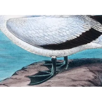 Australian Gannet by Grönvold – The Birds of Australia