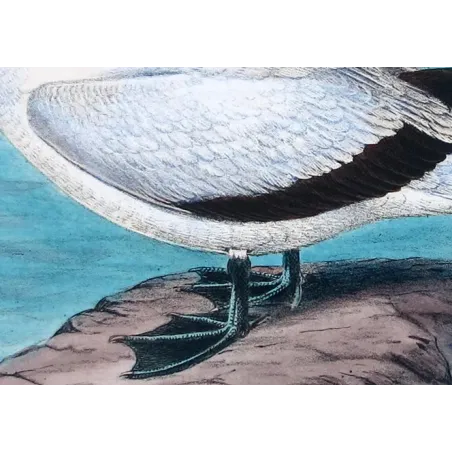Australian Gannet by Grönvold – The Birds of Australia