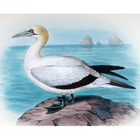 Australian Gannet by Grönvold – The Birds of Australia