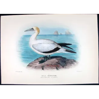 Australian Gannet by Grönvold – The Birds of Australia