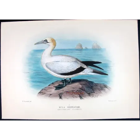 Australian Gannet by Grönvold – The Birds of Australia