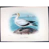 Australian Gannet (*Sula Serrator*) – Original lithograph by H. Grönvold, Mathews (1910–27)