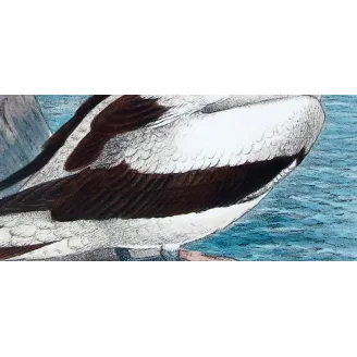 Masked Gannet by Grönvold – The Birds of Australia