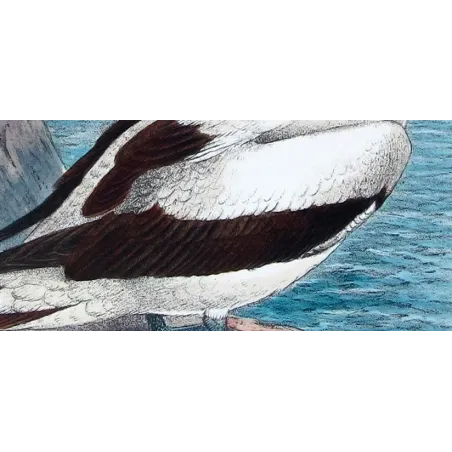 Masked Gannet by Grönvold – The Birds of Australia