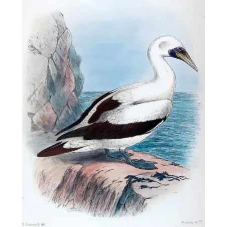 Masked Gannet by Grönvold – The Birds of Australia