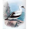 Masked Gannet (*Sula Personata*) – Original lithograph by H. Grönvold, Mathews (1910–27)