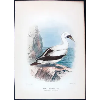 Masked Gannet by Grönvold – The Birds of Australia