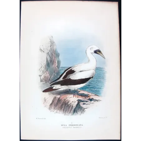 Masked Gannet by Grönvold – The Birds of Australia