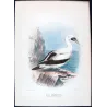 Masked Gannet (*Sula Personata*) – Original lithograph by H. Grönvold, Mathews (1910–27)