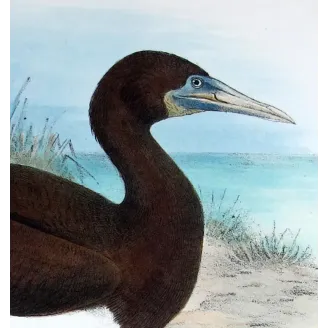 Brown Gannet by Grönvold – The Birds of Australia