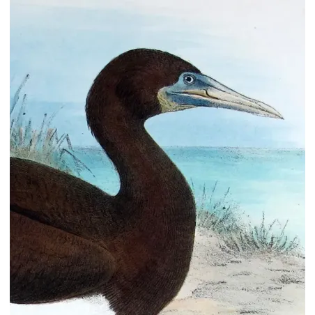 Brown Gannet by Grönvold – The Birds of Australia