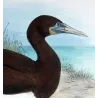 Brown Gannet (*Sula Leucogaster*) – Original lithograph by H. Grönvold, Mathews (1910–27)