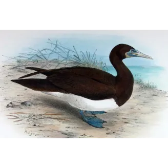 Brown Gannet by Grönvold – The Birds of Australia